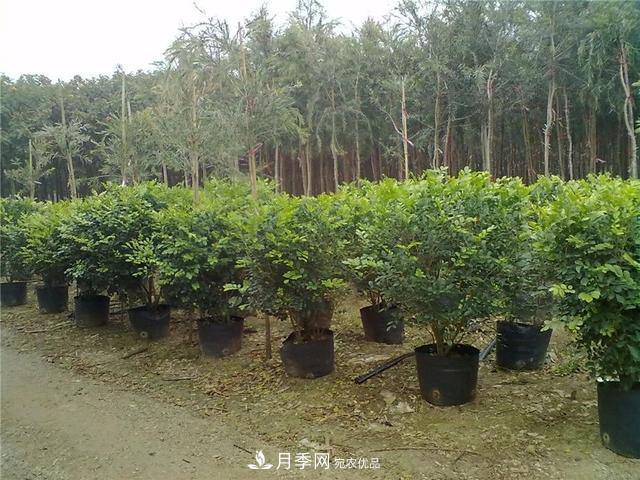 干貨：園林綠化種植技術(shù)17問(wèn)，你需要掌握苗木知識(shí)(圖1)
