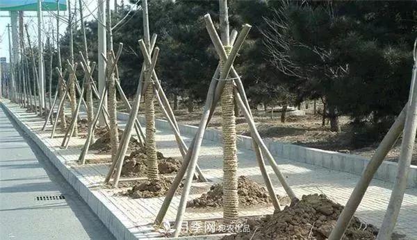 干貨：園林綠化種植技術(shù)17問(wèn)，你需要掌握苗木知識(shí)(圖3)