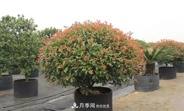 干貨：園林綠化種植技術(shù)17問(wèn)，你需要掌握苗木知識(shí)(圖2)