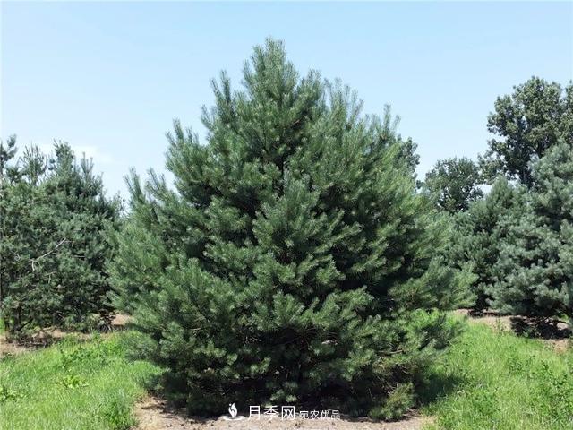干貨：園林綠化種植技術(shù)17問(wèn)，你需要掌握苗木知識(shí)(圖5)