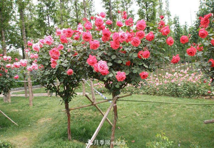 6公分的月季樹市場報價是多少錢，看月季樹基地怎么說(圖2)