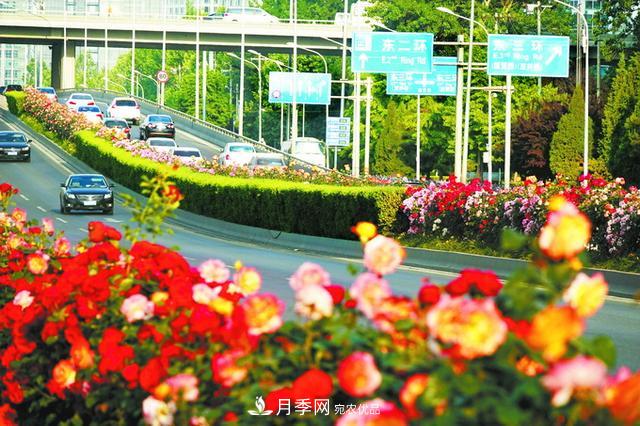 驚艷北京月季！250公里“月季項(xiàng)鏈”環(huán)繞京城(圖1)