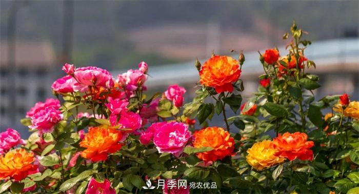 205萬株月季全城盛放！貫穿杭州的“空中花廊”你走過嗎？(圖1)