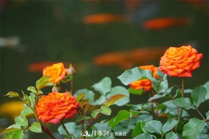 205萬株月季全城盛放！貫穿杭州的“空中花廊”你走過嗎？(圖2)