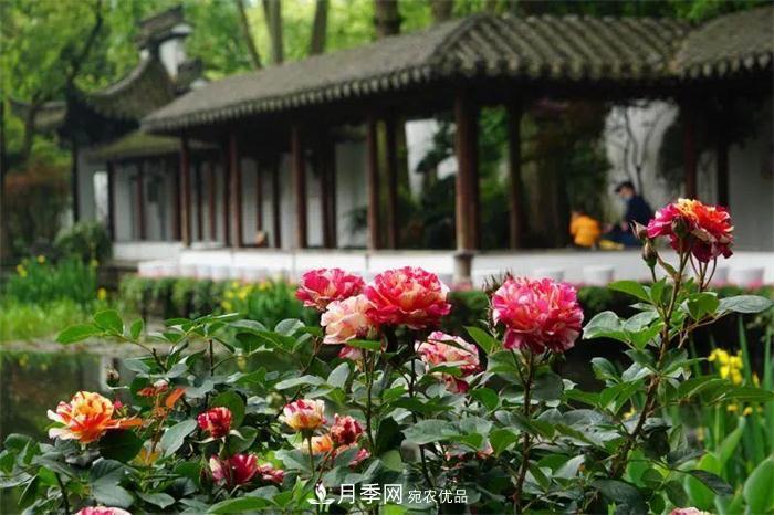 205萬株月季全城盛放！貫穿杭州的“空中花廊”你走過嗎？(圖3)