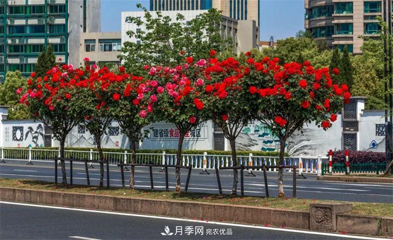 205萬株月季全城盛放！貫穿杭州的“空中花廊”你走過嗎？(圖5)