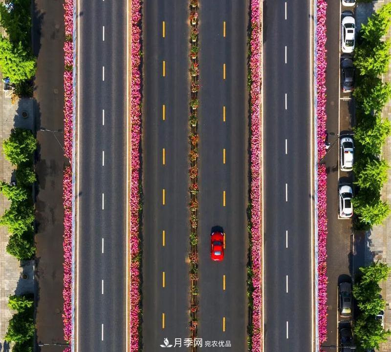 205萬株月季全城盛放！貫穿杭州的“空中花廊”你走過嗎？(圖6)