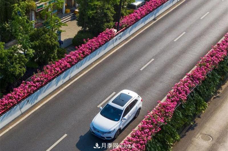 205萬株月季全城盛放！貫穿杭州的“空中花廊”你走過嗎？(圖8)