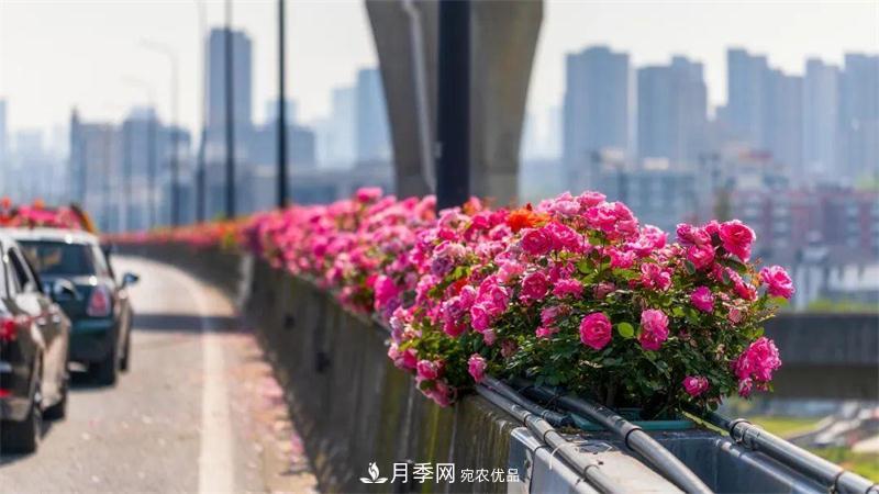 205萬株月季全城盛放！貫穿杭州的“空中花廊”你走過嗎？(圖7)