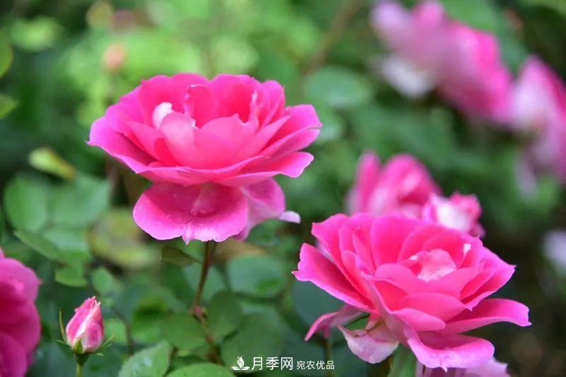 205萬株月季全城盛放！貫穿杭州的“空中花廊”你走過嗎？(圖11)