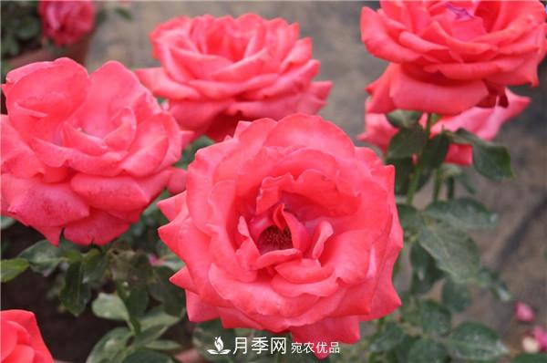 苗木工程人必看，六大品種類型月季在園林綠化中的運(yùn)用！(圖1)