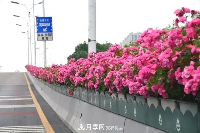 苗木工程人必看，六大品種類型月季在園林綠化中的運(yùn)用！(圖3)
