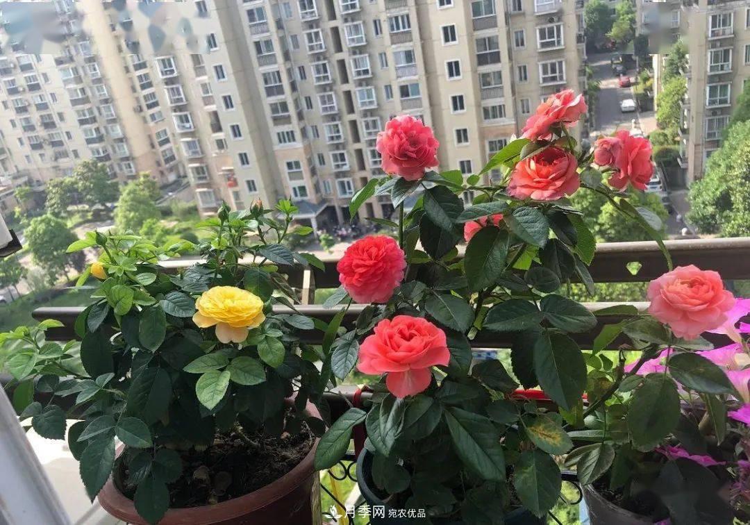 房地產(chǎn)小區(qū)綠化用上網(wǎng)紅月季花，怎么樣？業(yè)主贊不絕口(圖7)
