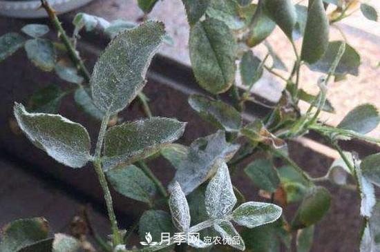 月季白粉病怎么治？月季白粉病的治療方法(圖1)