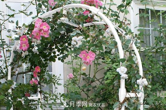 灌木月季可以用來做拱門造型嗎？(圖1)