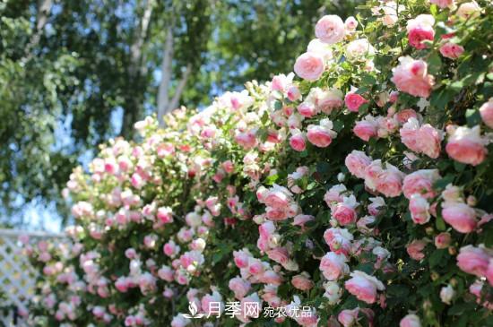 灌木月季可以用來做拱門造型嗎？(圖2)