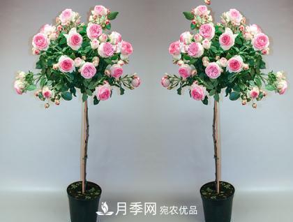 用野生薔薇嫁接灌木月季，能不能養(yǎng)成樹狀月季？(圖2)