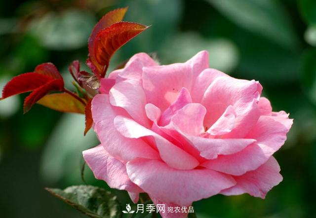 月季花怎樣扦插？現(xiàn)在的季節(jié)合適嗎？(圖1)