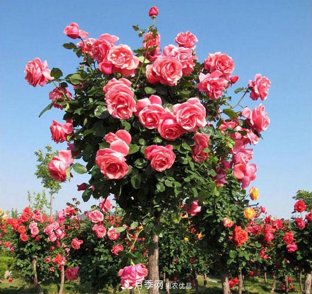 怎么養(yǎng)護(hù)月季樹？開花朵朵不倒伏，了解這幾點(diǎn)(圖1)