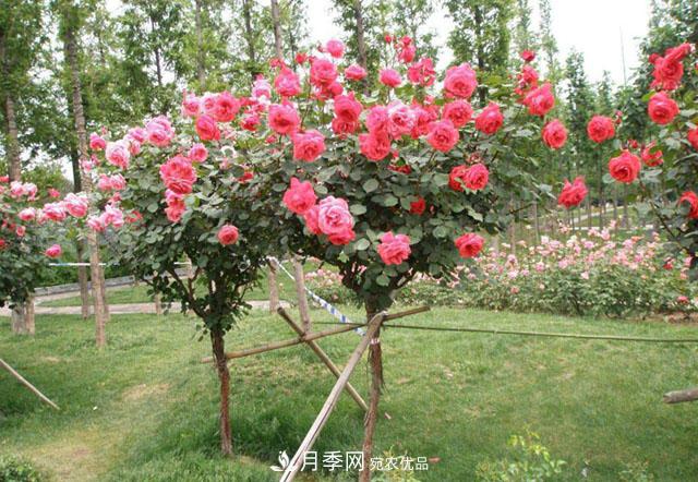怎么養(yǎng)護(hù)月季樹？開花朵朵不倒伏，了解這幾點(diǎn)(圖2)