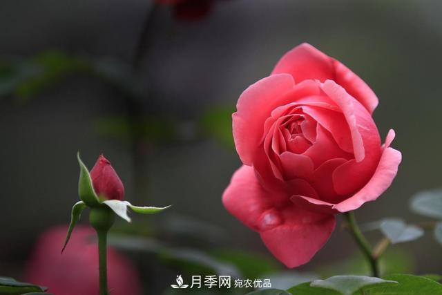 月季花如何施肥？經(jīng)驗(yàn)之談，正確使用有機(jī)肥和化學(xué)肥料(圖1)