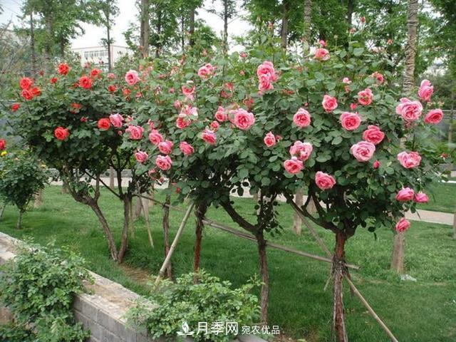嫁接樹狀月季用什么砧木比較好？南陽月季樹基地告訴你(圖1)