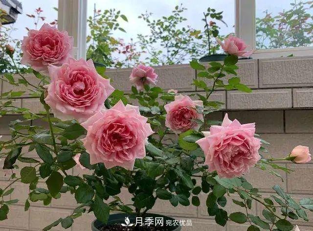 七月炎熱盆栽月季的葉片大量脫落，“煉苗”可抵抗酷暑！(圖1)