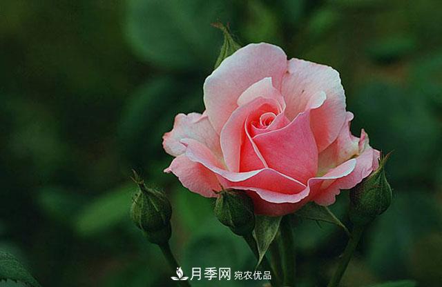 月季花春季萌芽，老葉片“何去何從”？處理得當(dāng)，開花才會滿枝頭(圖1)