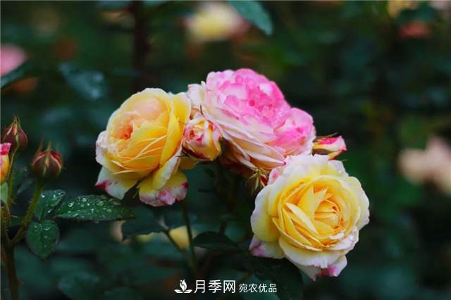 南方花友，您的月季打頂摘心了嗎？明年開得才更猛(圖1)