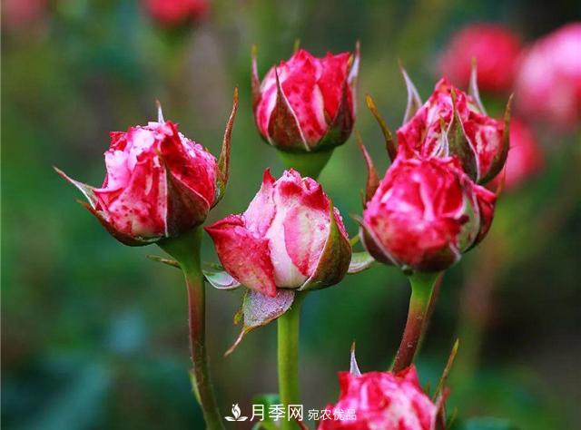 南方花友，您的月季打頂摘心了嗎？明年開得才更猛(圖2)