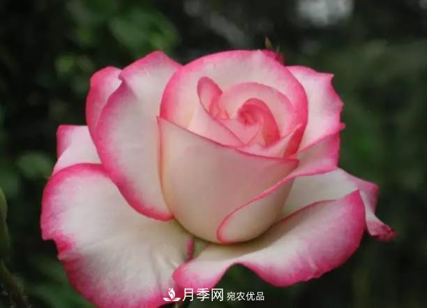 夏天月季扦插技巧，提高你的成活率(圖1)
