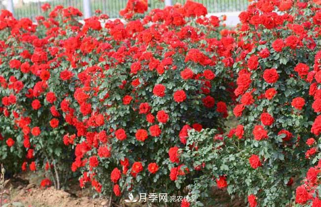 月季網(wǎng)寶典，藤本月季養(yǎng)殖養(yǎng)護方法(圖3)