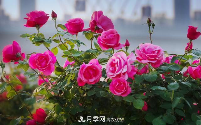 栽培養(yǎng)護(hù)月季花有什么注意事項(xiàng)(圖1)