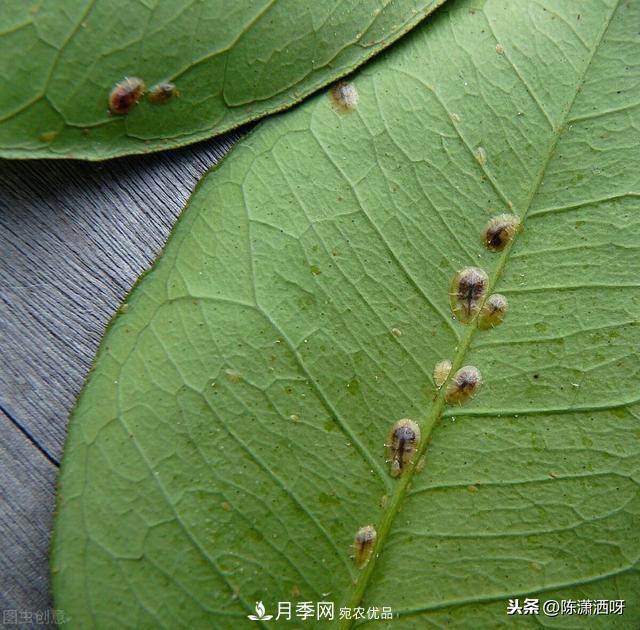 10種月季常見病蟲害識(shí)別及用藥(圖4)