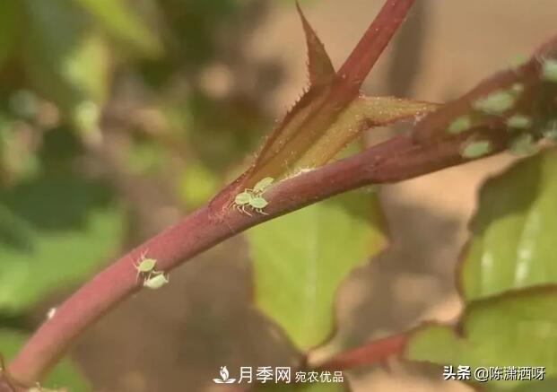 10種月季常見病蟲害識(shí)別及用藥(圖3)