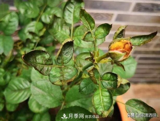 10種月季常見病蟲害識(shí)別及用藥(圖5)