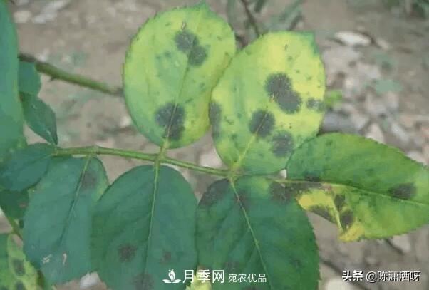 10種月季常見病蟲害識(shí)別及用藥(圖8)