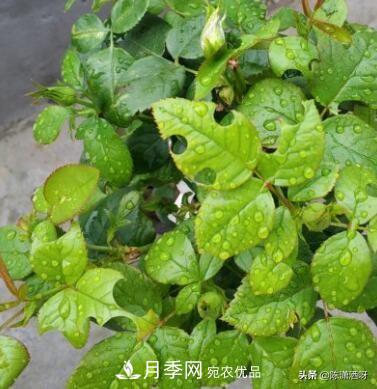 10種月季常見病蟲害識(shí)別及用藥(圖9)