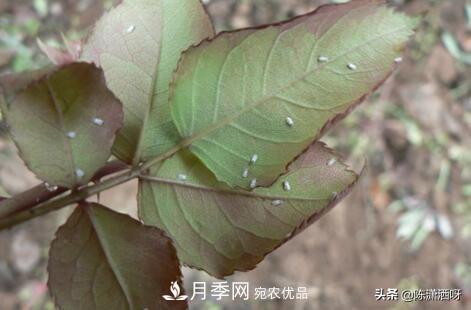 10種月季常見病蟲害識(shí)別及用藥(圖15)