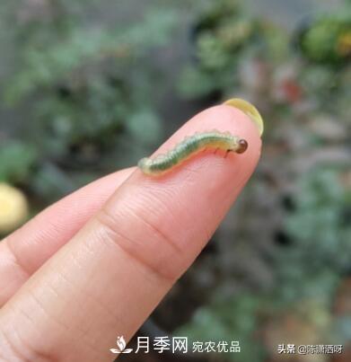10種月季常見病蟲害識(shí)別及用藥(圖12)
