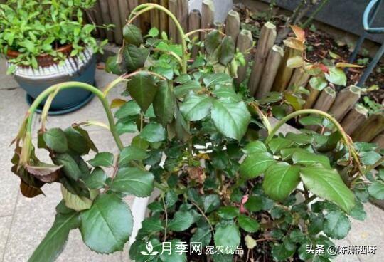 10種月季常見病蟲害識(shí)別及用藥(圖13)