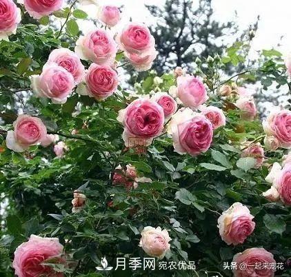 秋天養(yǎng)月季，了解掌握4個(gè)要點(diǎn)，抗病性強(qiáng)，開花爆盆(圖1)