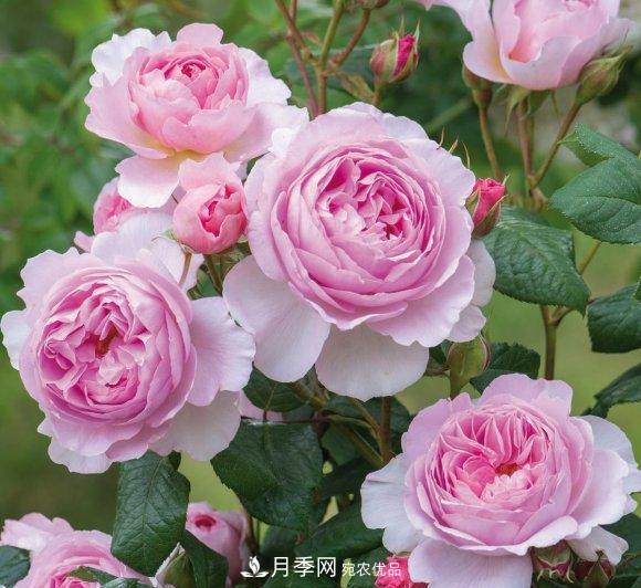困難重重“養(yǎng)月季”，做好3點(diǎn)，你就是月季大神(圖7)
