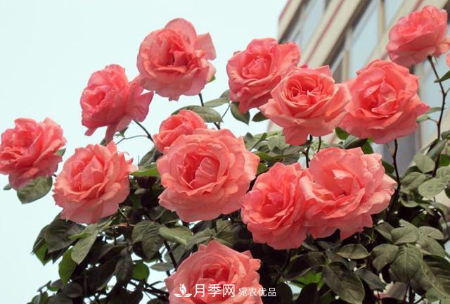 困難重重“養(yǎng)月季”，做好3點(diǎn)，你就是月季大神(圖1)