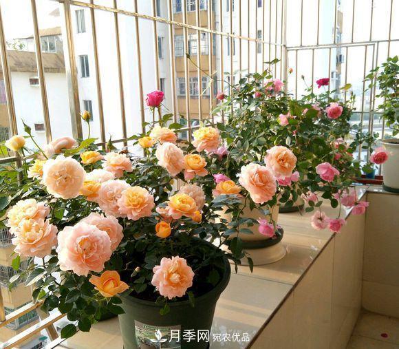 困難重重“養(yǎng)月季”，做好3點(diǎn)，你就是月季大神(圖4)