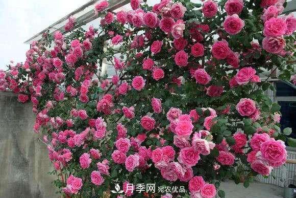 困難重重“養(yǎng)月季”，做好3點(diǎn)，你就是月季大神(圖3)