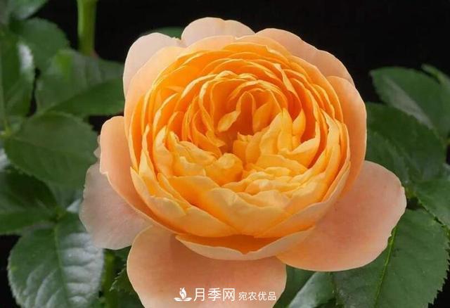 困難重重“養(yǎng)月季”，做好3點(diǎn)，你就是月季大神(圖2)