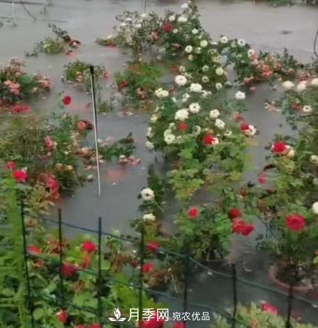 困難重重“養(yǎng)月季”，做好3點(diǎn)，你就是月季大神(圖11)