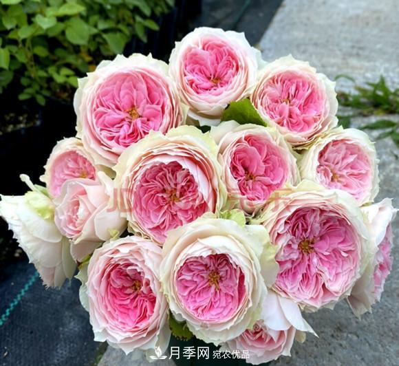 困難重重“養(yǎng)月季”，做好3點(diǎn)，你就是月季大神(圖9)