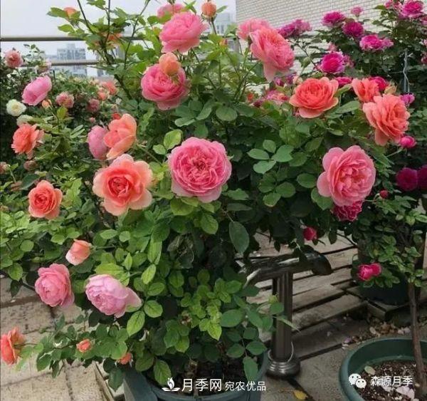 月季天冷后怎么養(yǎng)？月季花能開爆盆嗎？具體怎么養(yǎng)護(hù)呢？(圖1)